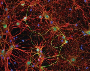 neuron network