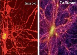 brain cell - universe